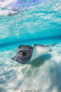This ray is worth $1.75 million. by Henley Spiers 